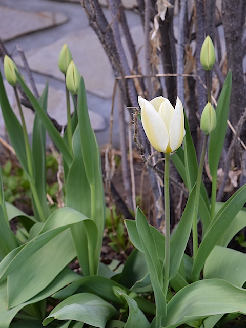Yellow and cream tulips