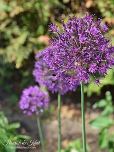 Purple Allium flowers | flourishandknot.com