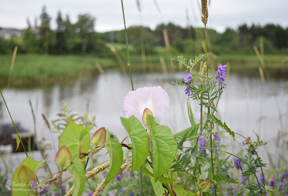 Flowers overlooking the pond at the Old Millpond B&B in Clinton, PEI