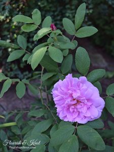 Therese Bugnet Rose blooming |flourishandknot.com